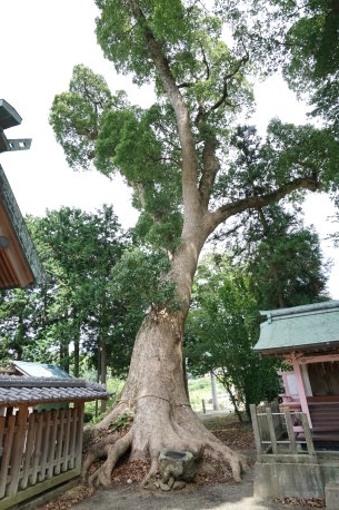 太祖神社のクスノキ　No2