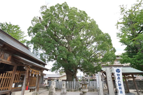 田島八幡神社のクス