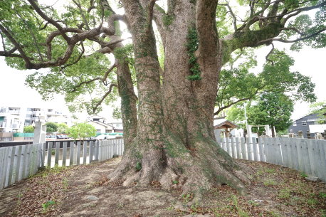 田島八幡神社のクス