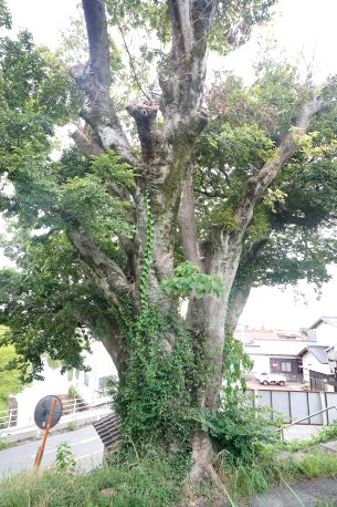 大堰神社の榎