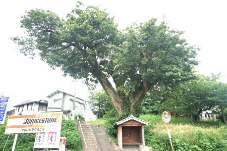 大堰神社の榎