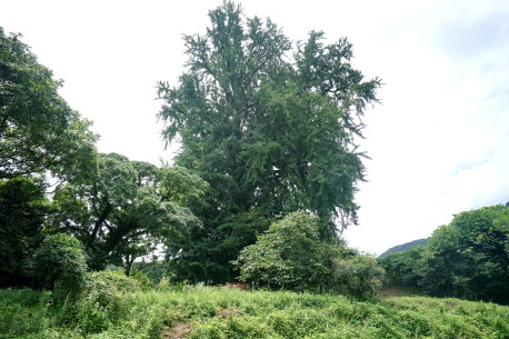 内野の大イチョウ