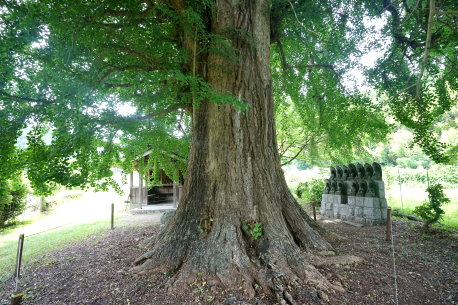 内野の大イチョウ