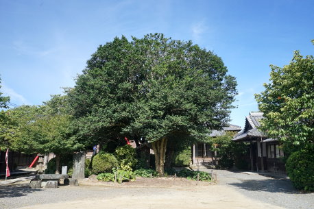 観音寺のハルサザンカ