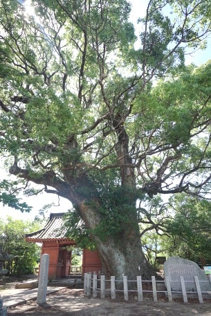恵利八幡神社の樟