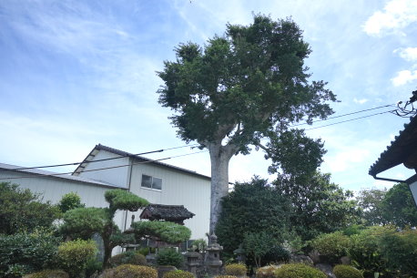 黒岩家のモチノキ