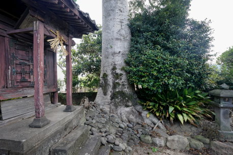 黒岩家のモチノキ