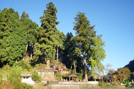 志賀丹生神社のスギ