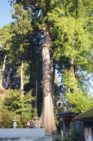志賀丹生神社のスギ