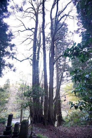 五十土諏訪神社のカツラ