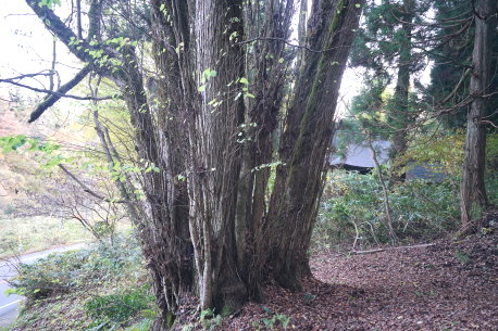 五十土諏訪神社のカツラ