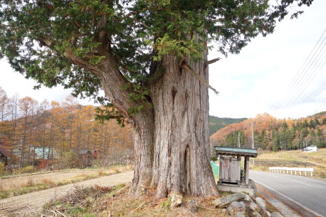 寺河戸のサワラ