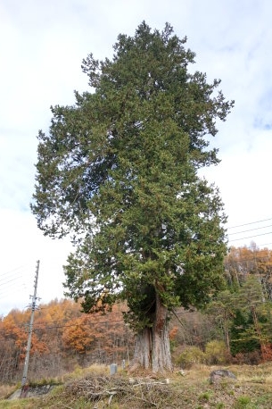 寺河戸のサワラ