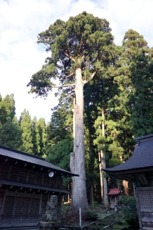 川上八幡神社の大杉