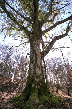 八丁池ブナ林のブナ　No1