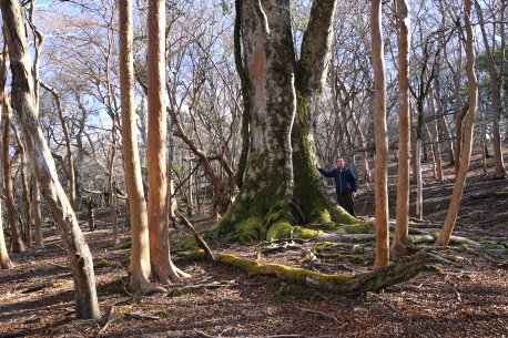 八丁池ブナ林のブナ　No1