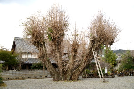 本楽寺のイチョウ