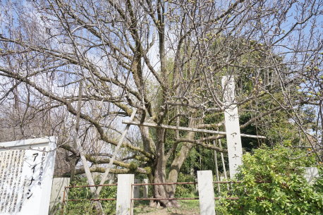 府南寺のアイナシ