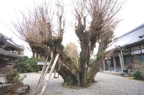 本楽寺のイチョウ