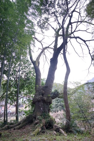 曽根飛鳥神社のハマセンダン