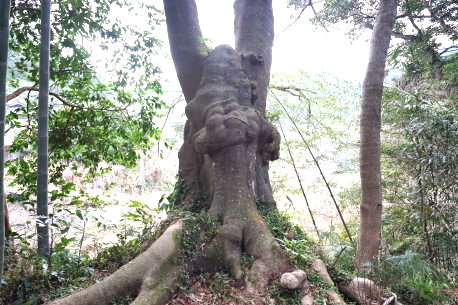 曽根飛鳥神社のハマセンダン