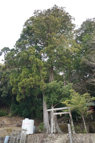 椙吉神社のスギ