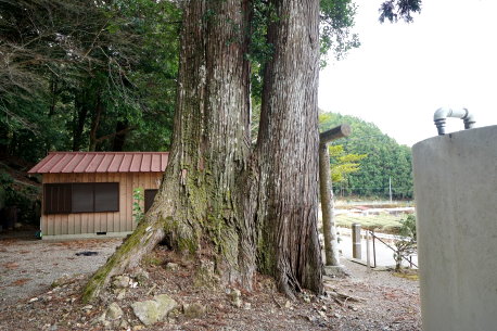 椙吉神社のスギ