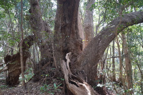 江須崎のスダジイ