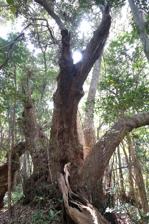 江須崎のスダジイ