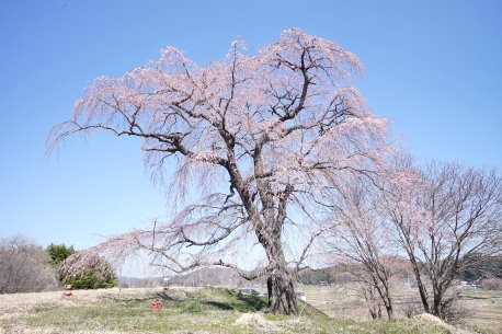 高萩のしだれ桜