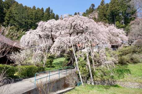 普門寺の枝垂れ桜