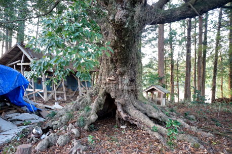 小林家のアカガシ