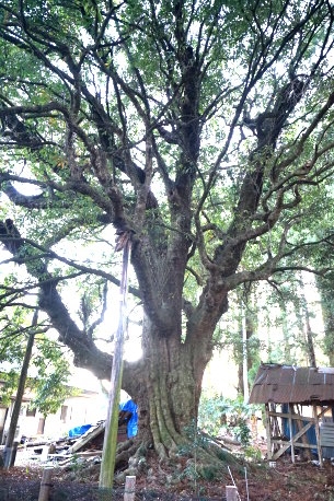 小林家のアカガシ