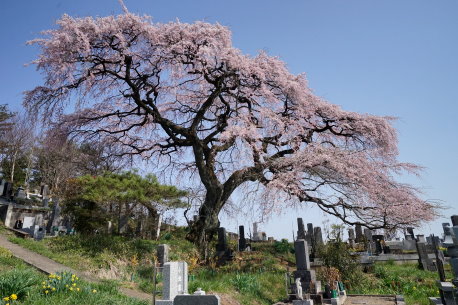 小田の枝垂れ桜