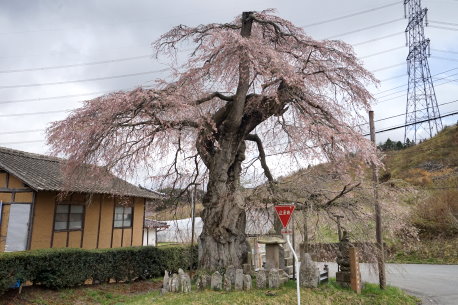 十文辻の桜