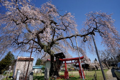 西郷の夫婦桜(女木)