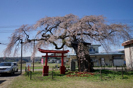 西郷の夫婦桜(女木)