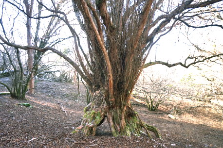 下り八丁池歩道のリョウブ