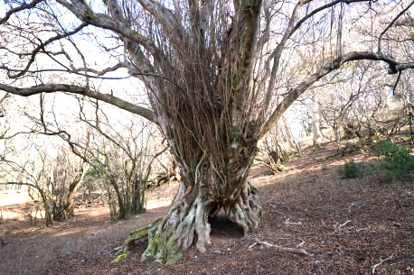 下り八丁池歩道のリョウブ