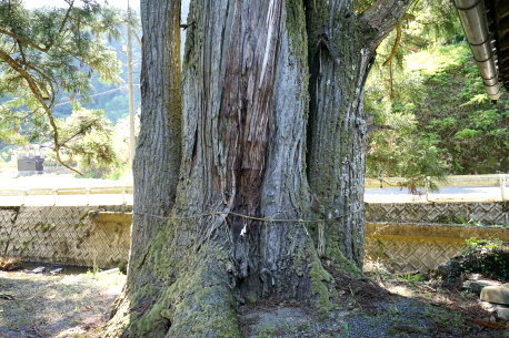 後谷神社のスギ