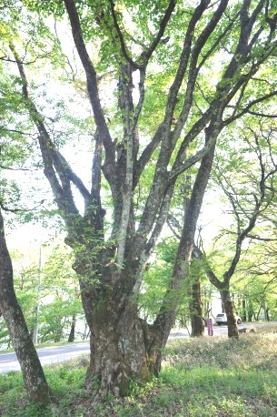 中禅寺湖畔のミズナラ　No2