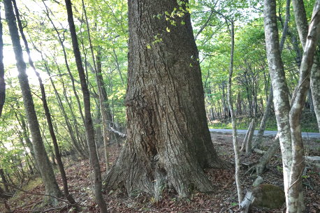 中禅寺湖畔のコナラ  No2