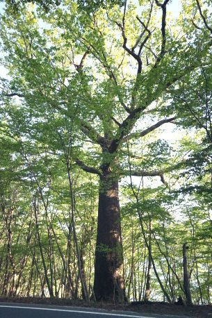 中禅寺湖畔のコナラ  No2