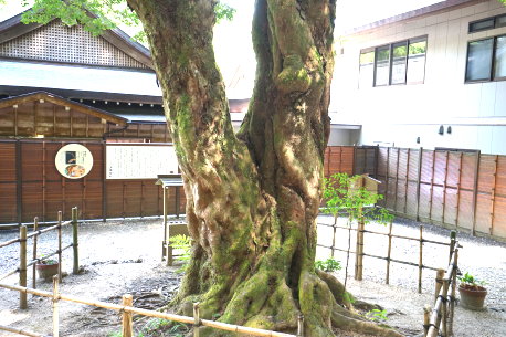 小國神社のひょうの木