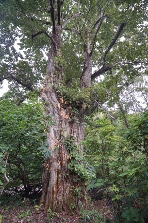雨飾山登山道のミズナラ　No1