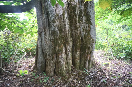 雨飾山登山道のミズナラ　No1