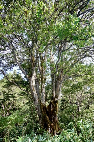 高浪の池のエゾエノキ