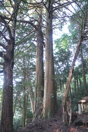 下川上八幡宮の大杉