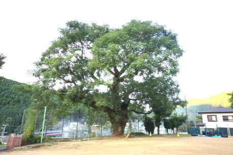 中山路小学校のセンダン