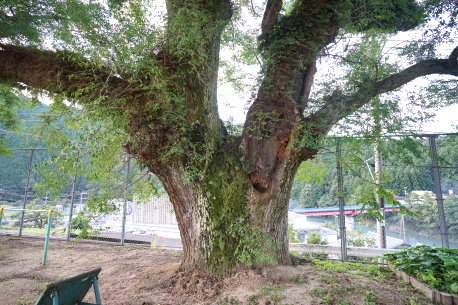 中山路小学校のセンダン